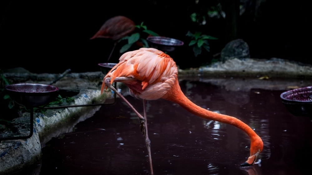 Kaçakçılıktan kurtarılan hayvanlar! (Boz ayı,Macaw papağanı,...) 7