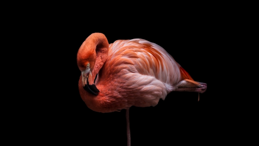 Kaçakçılıktan kurtarılan hayvanlar! (Boz ayı,Macaw papağanı,...) 8