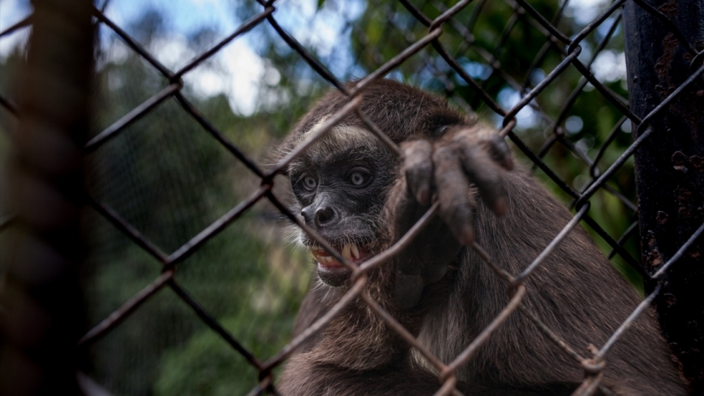 Kaçakçılıktan kurtarılan hayvanlar! (Boz ayı,Macaw papağanı,...) 9