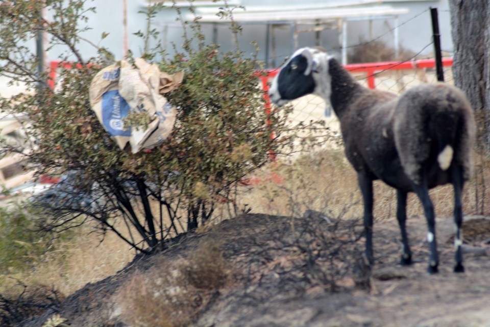 Marmara Adası'nda yangının ardından kalan kareler 4