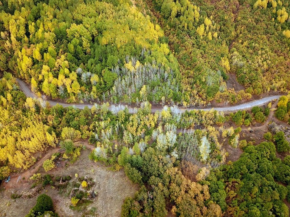 Tunceli ormanları sonbahar renkleriyle bir başka güzel 11