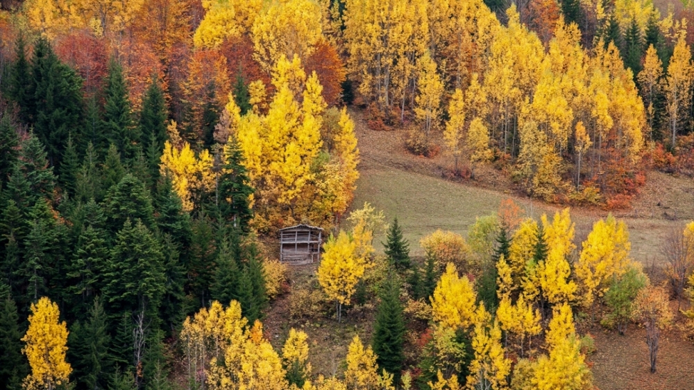 Sonbaharda fotoğraf tutkunlarının ilgi odağı  'Artvin' 4