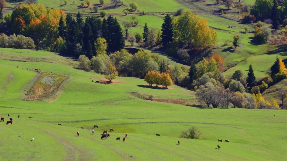 Sonbaharda fotoğraf tutkunlarının ilgi odağı  'Artvin' 8