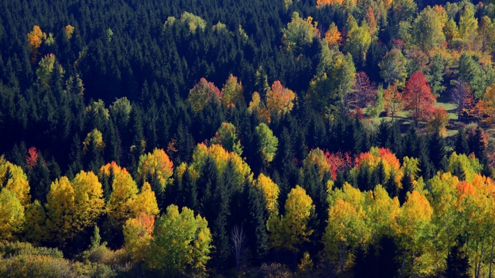 Sonbaharda fotoğraf tutkunlarının ilgi odağı  'Artvin' 9