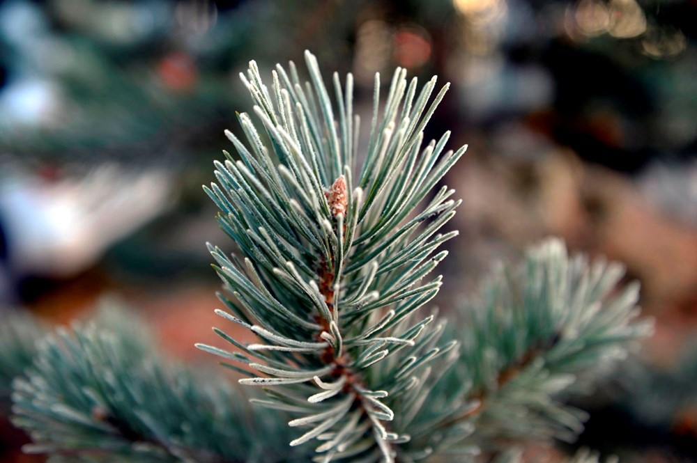 Doğu Anadolu'da soğuk hava etkili oluyor.Her yer  buz kesti 6