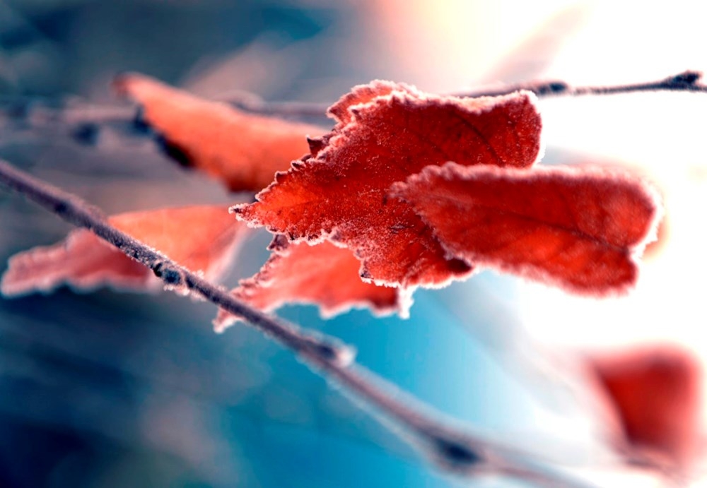 Doğu Anadolu'da soğuk hava etkili oluyor.Her yer  buz kesti 8