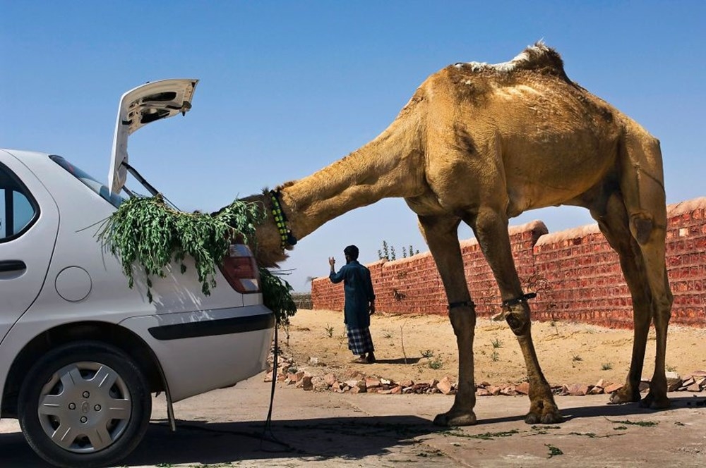 İnsanlar ve hayvanların ilişkilerini gösteren fotoğraflar 16