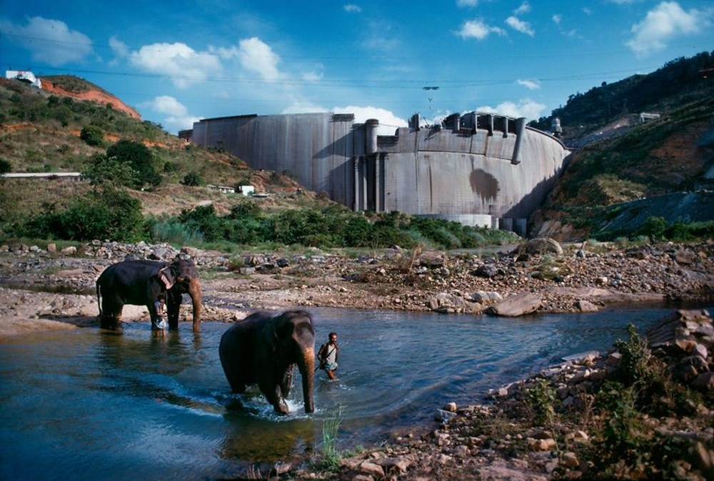 İnsanlar ve hayvanların ilişkilerini gösteren fotoğraflar 7