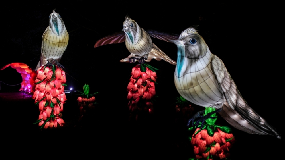 Kolombiya'da ışıklandırma festivali 10