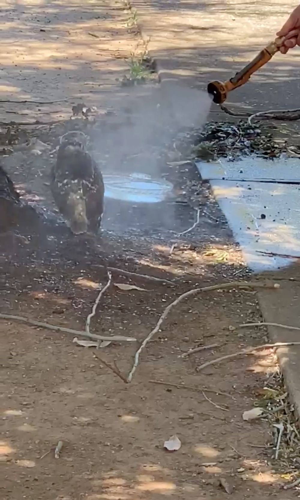 Yangınlar Dünya Mirası’ndaki Mavi Dağlar’a sıçradı 7