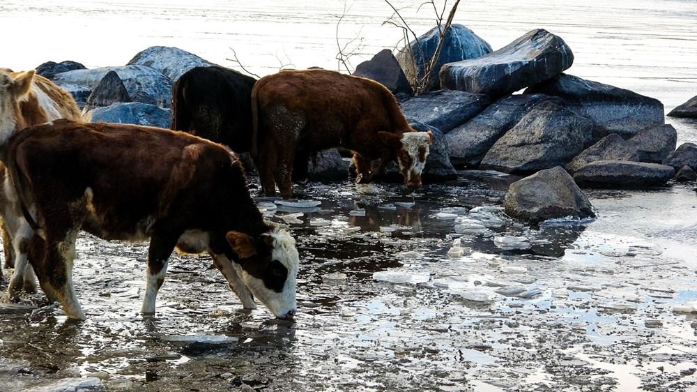 Çıldır Gölü üzerinde çay keyfi 9