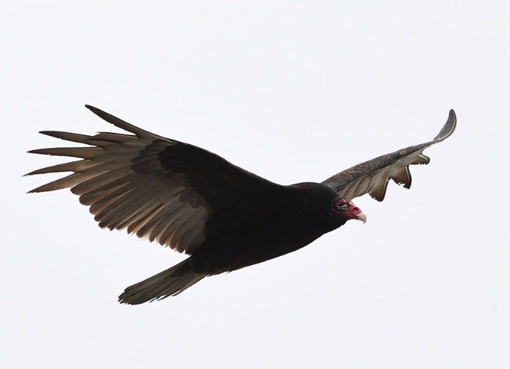 Koronavirüsten ölümler arttı! Akbabalar şehrin üstünde uçmaya başladı! 6