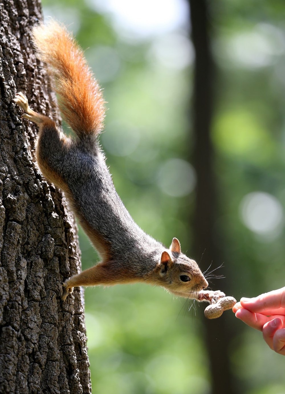 İstanbul'da sincapların kış hazırlığı 6