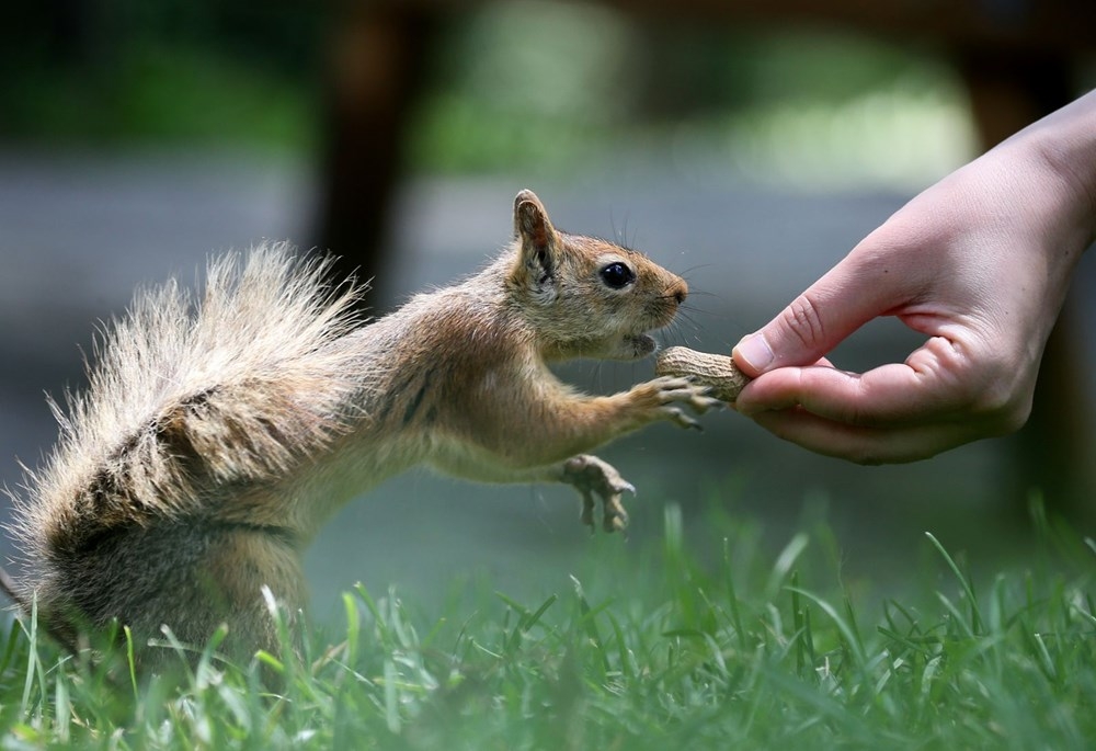 İstanbul'da sincapların kış hazırlığı 7