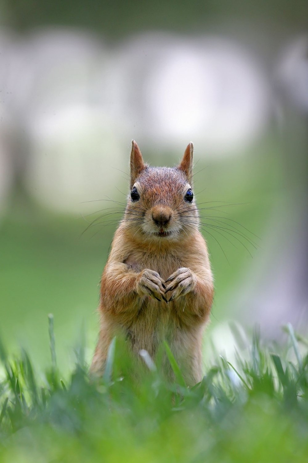 İstanbul'da sincapların kış hazırlığı 8
