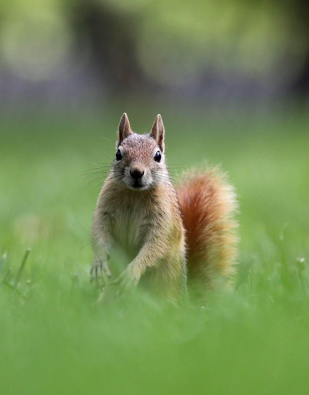 İstanbul'da sincapların kış hazırlığı 9