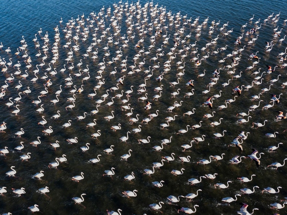 Van Gölü binlerce flamingoya ev sahipliği yapıyor 1