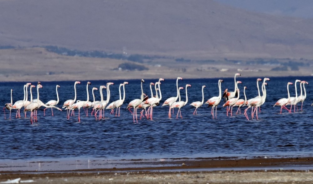 Van Gölü binlerce flamingoya ev sahipliği yapıyor 2
