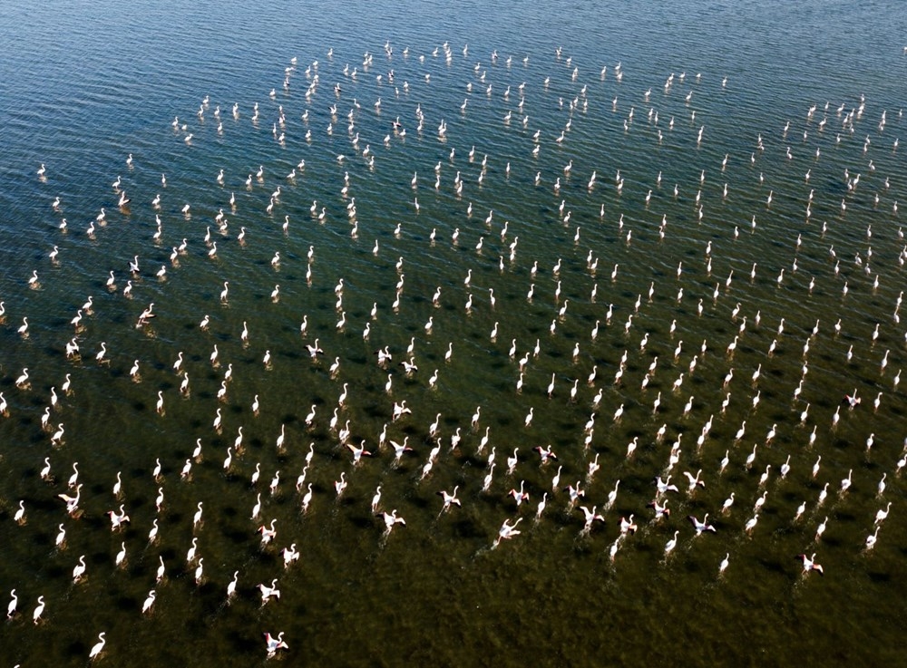 Van Gölü binlerce flamingoya ev sahipliği yapıyor 3