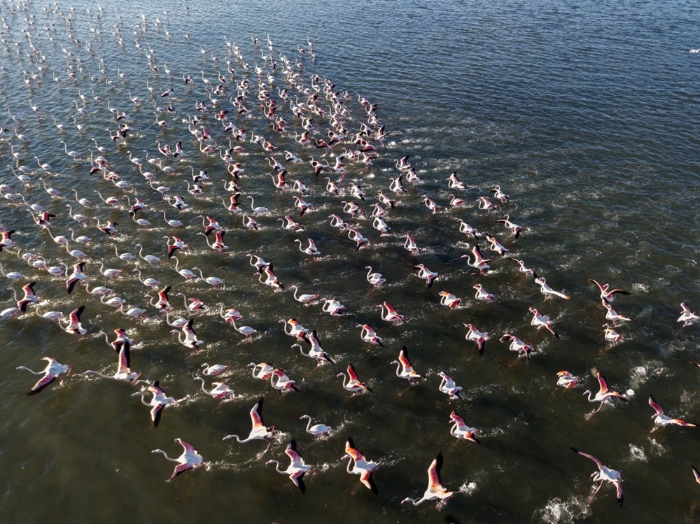 Van Gölü binlerce flamingoya ev sahipliği yapıyor 4