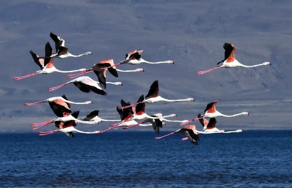 Van Gölü binlerce flamingoya ev sahipliği yapıyor 5