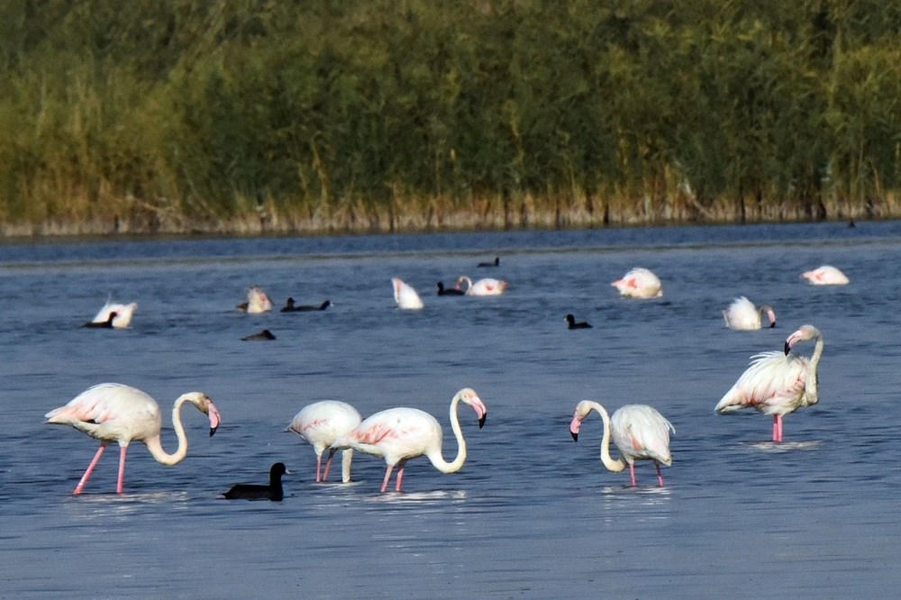 Van Gölü binlerce flamingoya ev sahipliği yapıyor 6