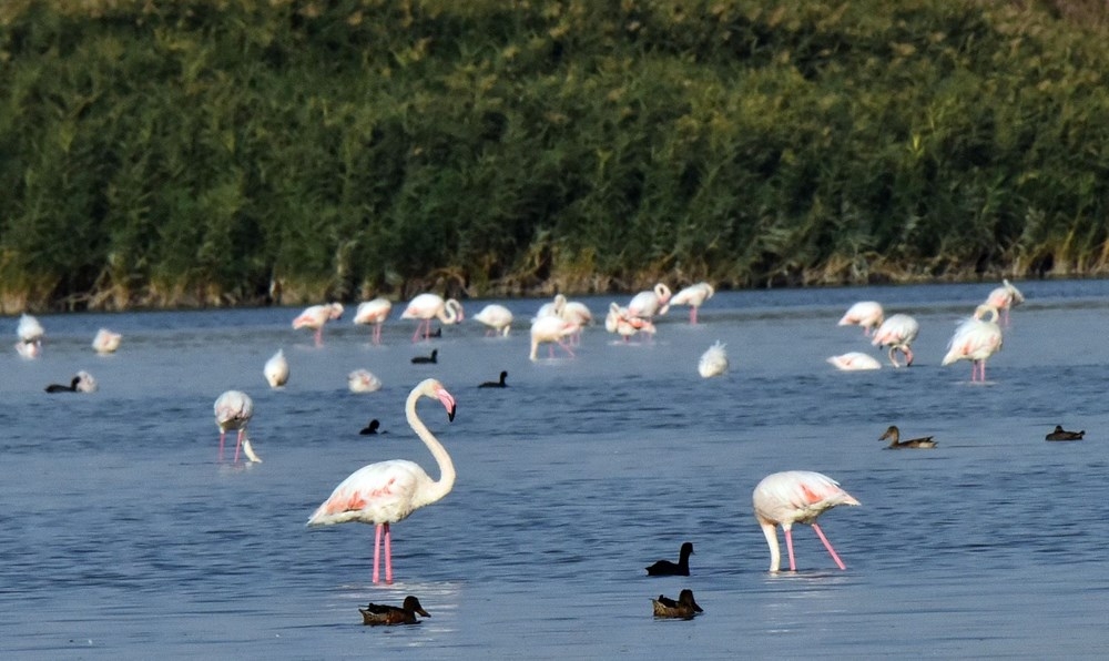 Van Gölü binlerce flamingoya ev sahipliği yapıyor 7