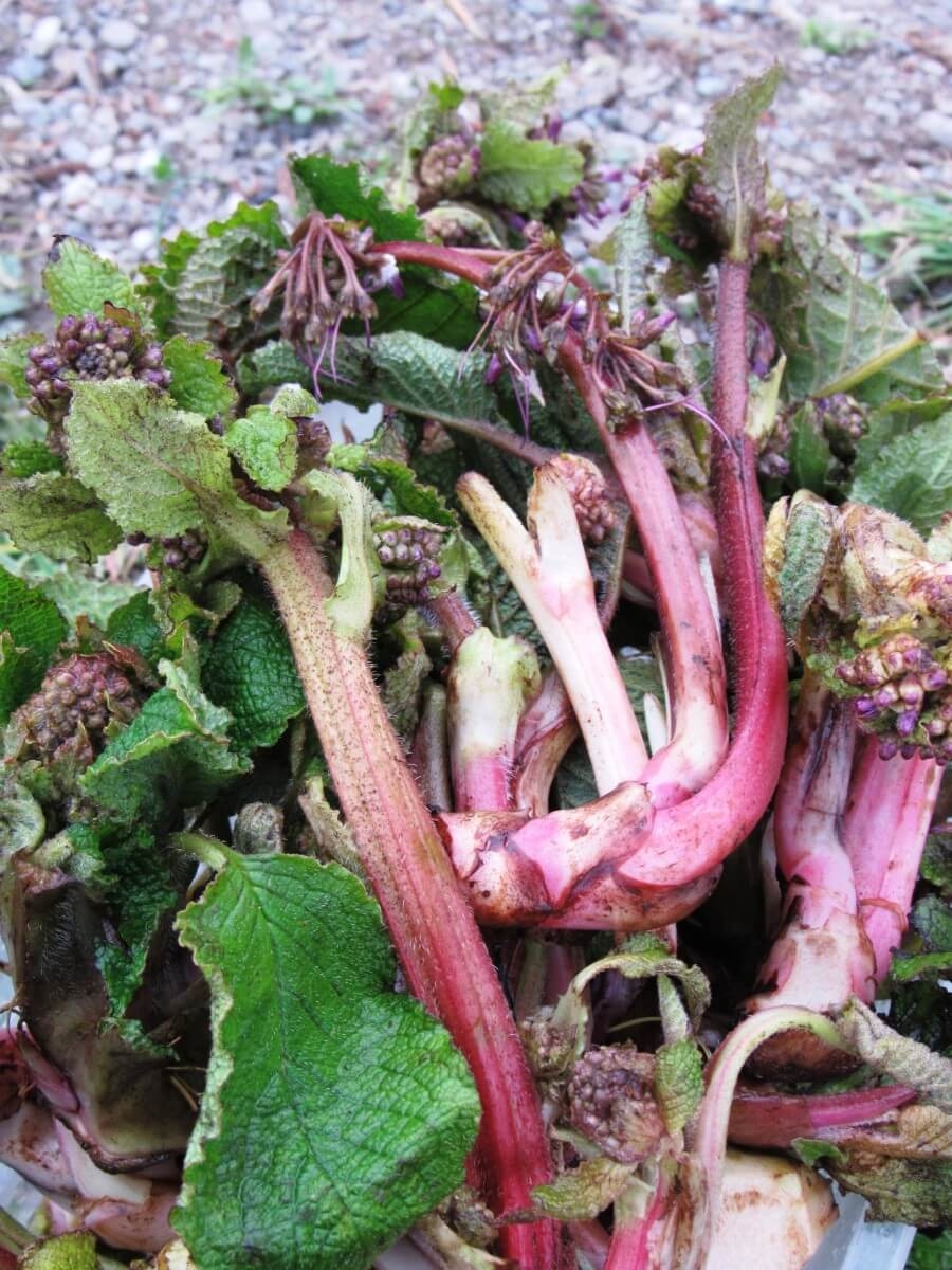 Ispıt otu tam bir şifa kaynağı 7