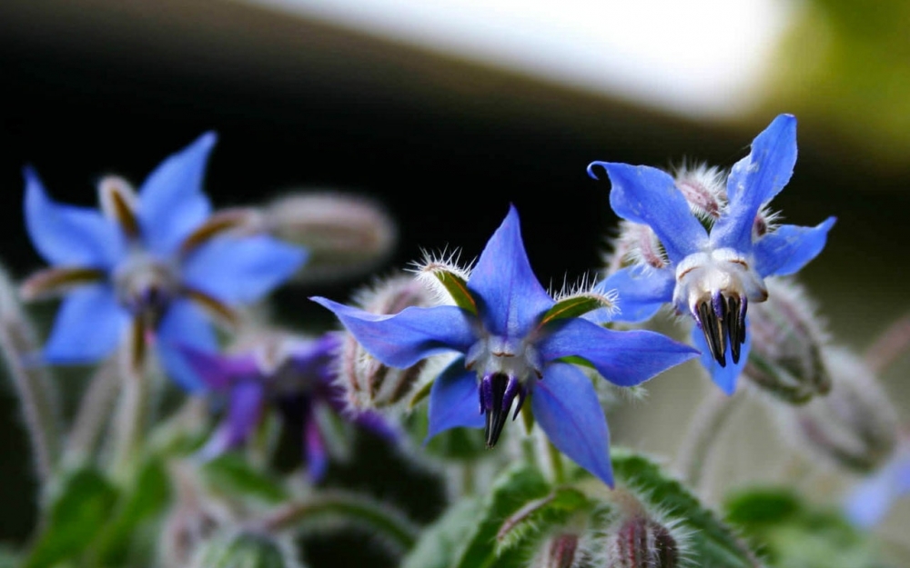 Ispıt otu tam bir şifa kaynağı 8