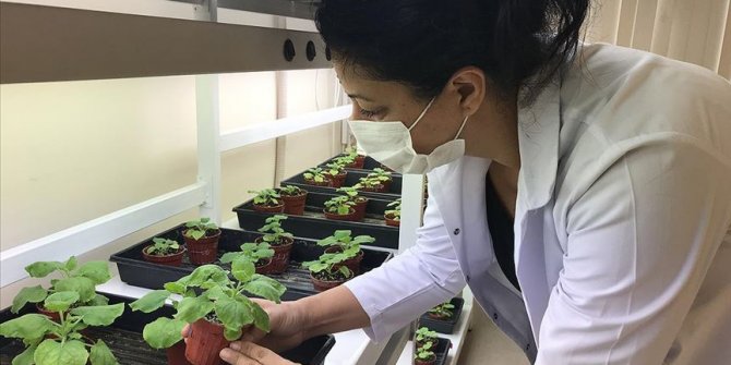 Kovid-19'a karşı 'yeşil bitki'den aşı çalışmasında sevindirici gelişme