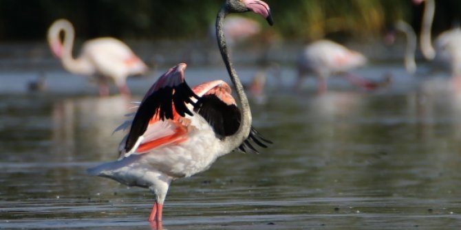Van Gölü'nde konaklayan flamingolar fotoğraf tutkunlarını ağırlıyor