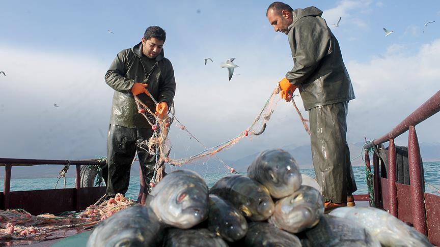 Balıkçıların inci kefali sevinci