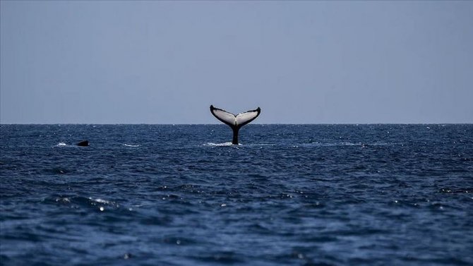 Avustralya'da sığ sularda mahsur kalan balina sayısı 470’e çıktı
