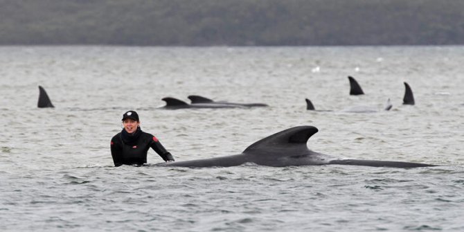Sığ sulardan kurtarılan balinaların sayısı 108'e çıktı