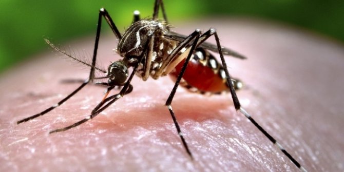 Sudan’ın batısında 'Chikungunya ateşi' hastalığı nedeniyle acil durum ilan edildi