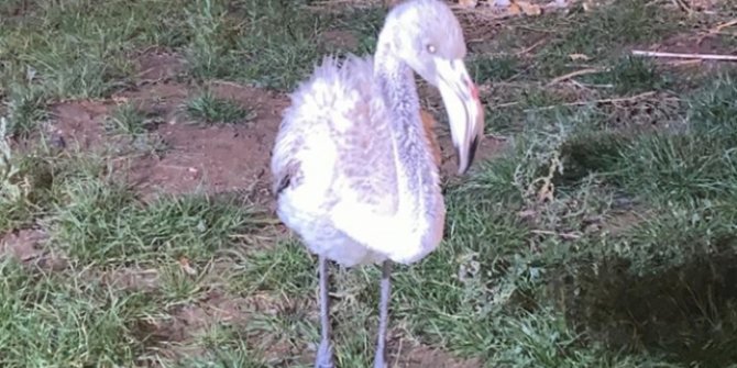 Göç yolunu şaşıran yavru flamingo koruma altına alındı