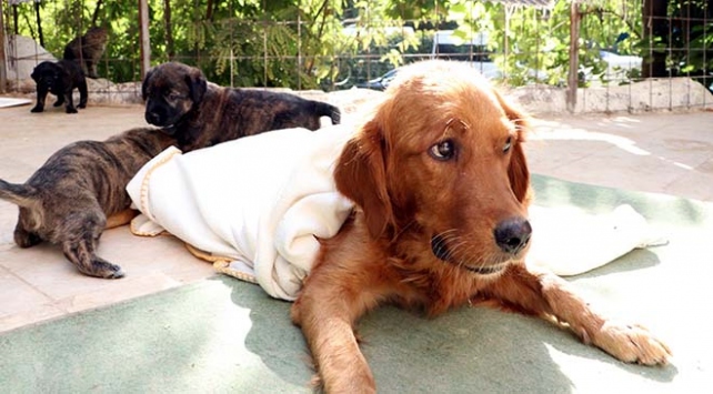 Zehirlenen köpek yavrularıyla birlikte tedavi altına alındı