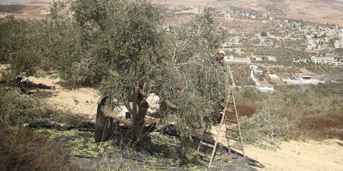 Yahudi yerleşimciler zeytin toplayan Filistinlilere saldırdı: 2 yaralı