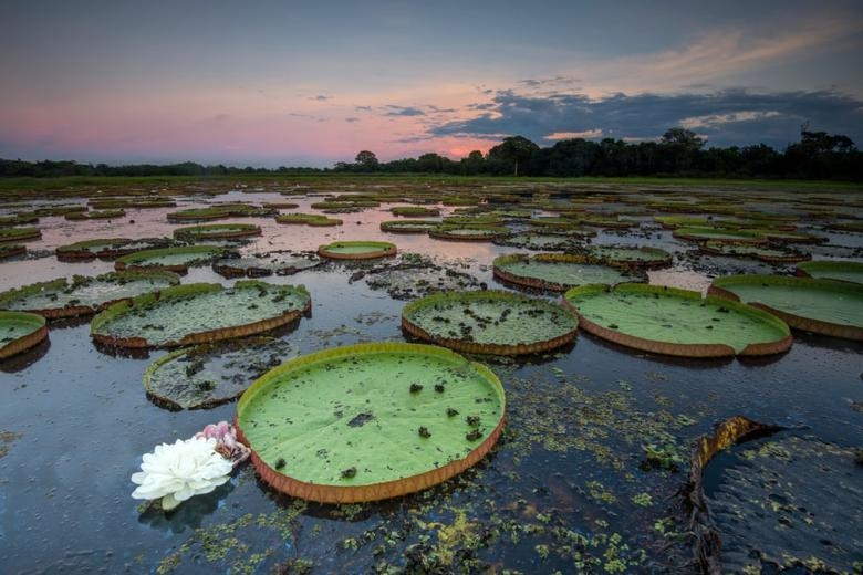 Dünyanın en büyük tropikal sulak alanı: Pentanal