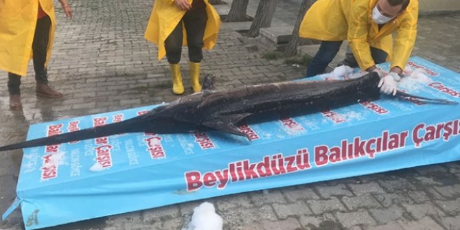 Marmara Denizi'nde 3 metrelik kılıç balığı yakalandı