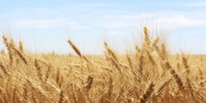 Türkiye'nin buğday stokunda sıkıntı var mı? Tarım Bakanı açıkladı