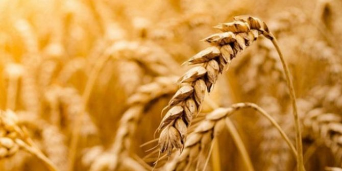 Dünya merakla bekliyordu! Rusya'dan tahıl ihracatı açıklaması