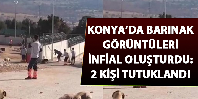 Konya'da barınak görüntüleri infial oluşturdu: 2 şüpheli tutuklandı
