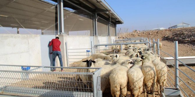 '300 koyun projesi'nde başvurular yarın sona erecek