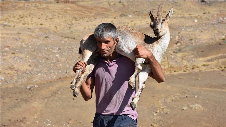 Yaralanan dağ keçisini 17 kilometre sırtında taşıdı