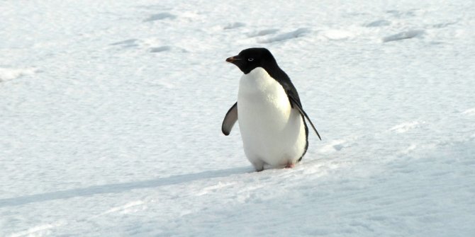 Antartika'da 1,5 milyonluk Adelie penguen sürüsü keşfedildi