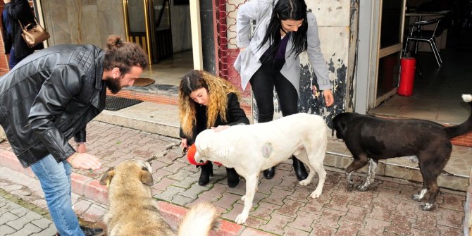 Adana'da köpeğe saldırı iddiası