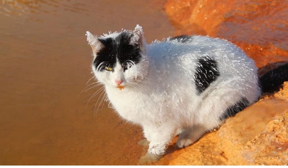 Sivas'ta donma tehlikesi yaşayan kedi termal su kenarında ısınmaya çalıştı