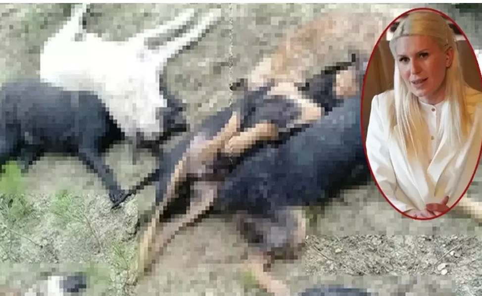 ''İlgimiz yok'' demişti ama... Köpek katliamı sonrası CHP'li başkanın talimatı ortaya çıktı