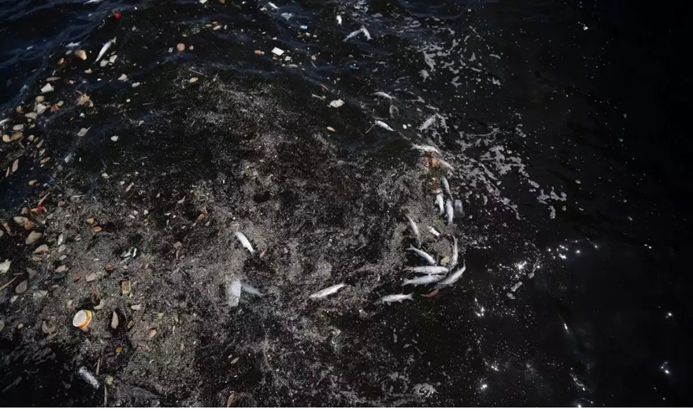 İzmir'de endişelendiren görüntü: Ölü balıklar kıyıya vurdu